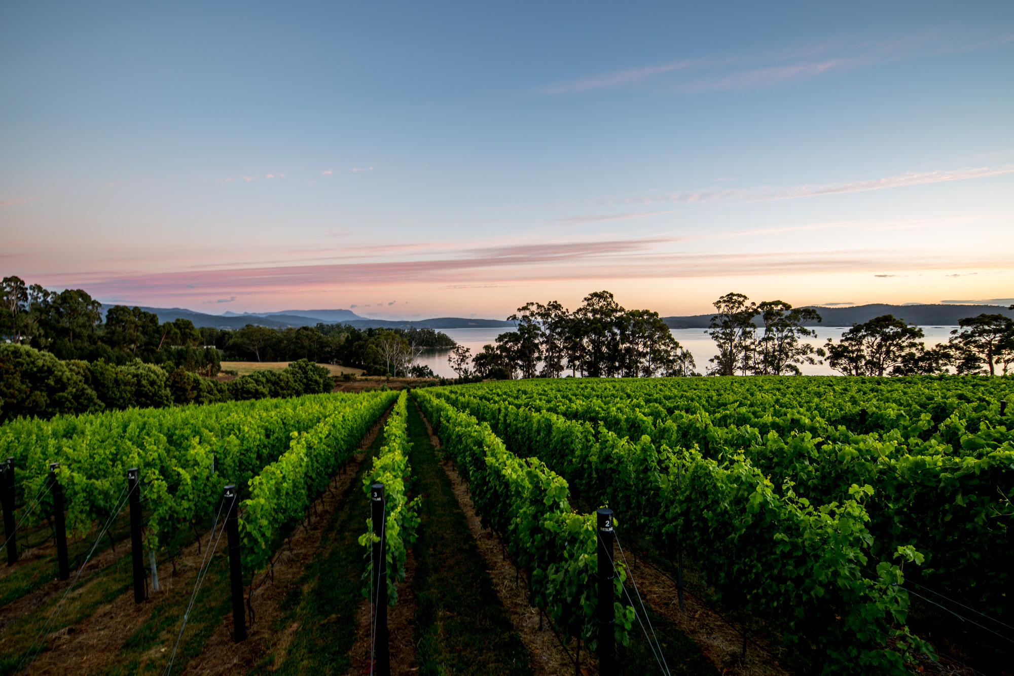 Mewstone Wines vineyards at sunset 